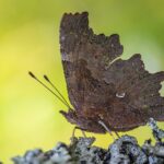 Comma butterfly (Polygonia c-album)