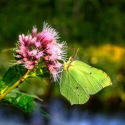 Common Brimstone (Gonepteryx rhamni)