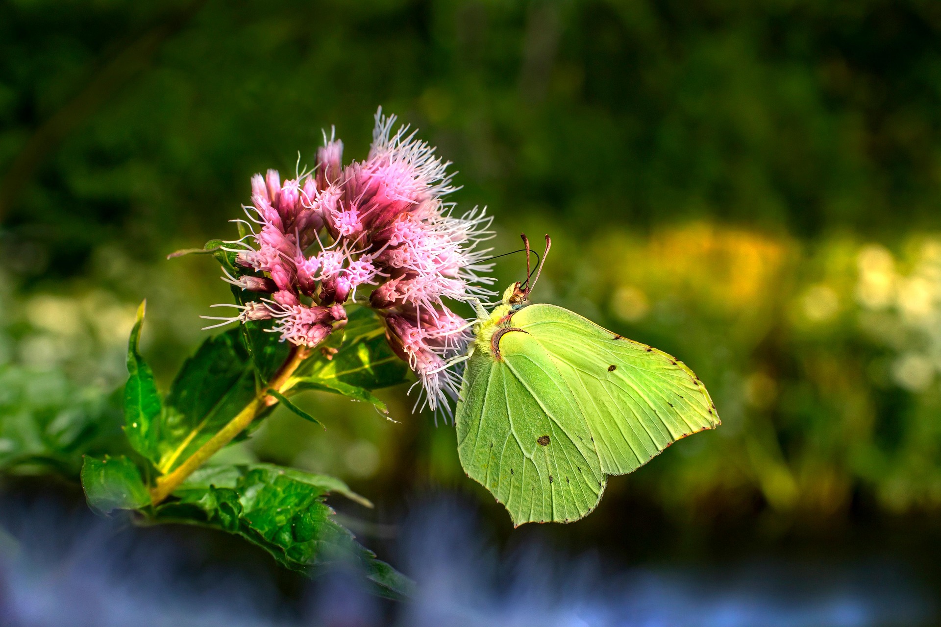 Common Brimstone (Gonepteryx rhamni)