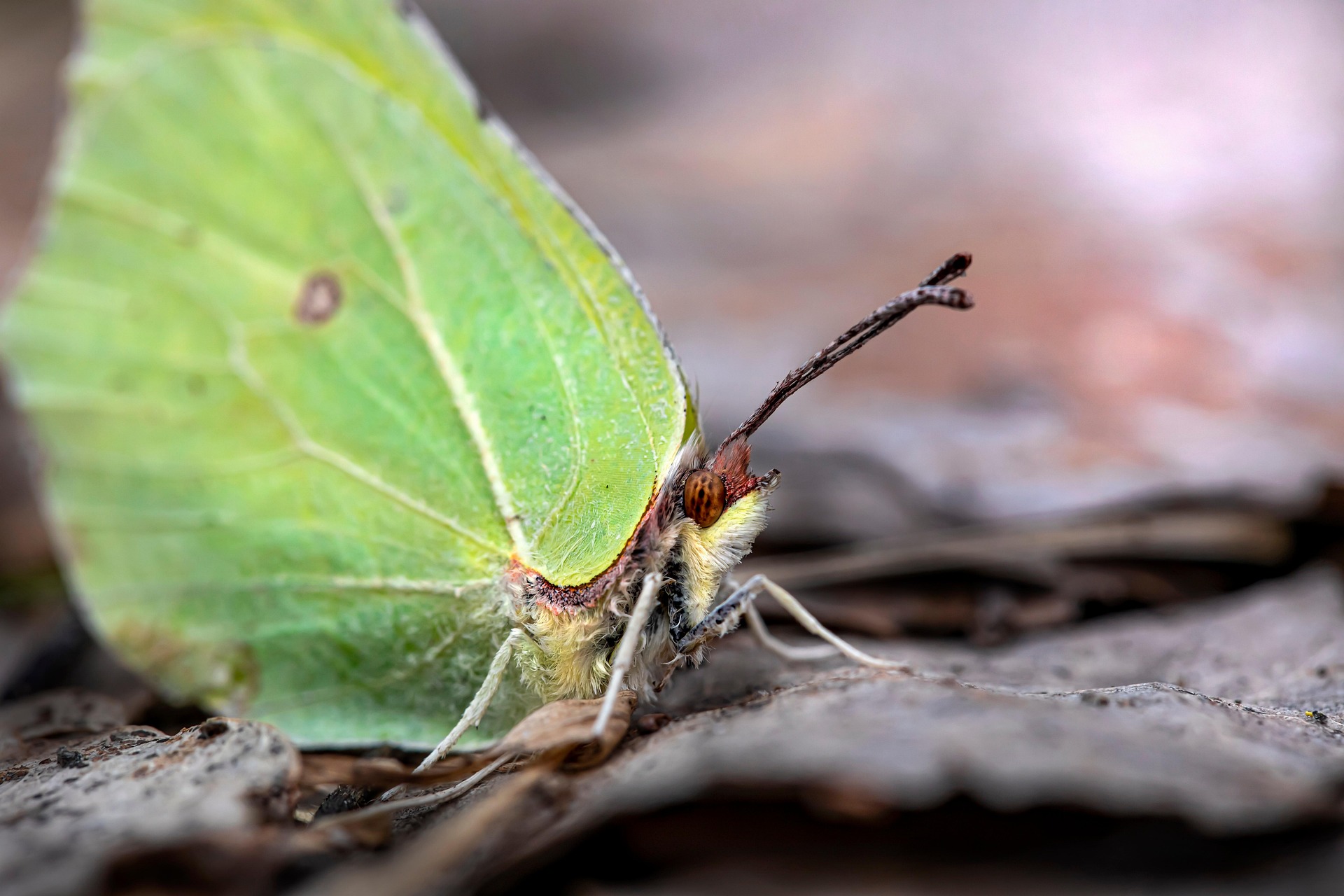 Common Brimstone (Gonepteryx rhamni)