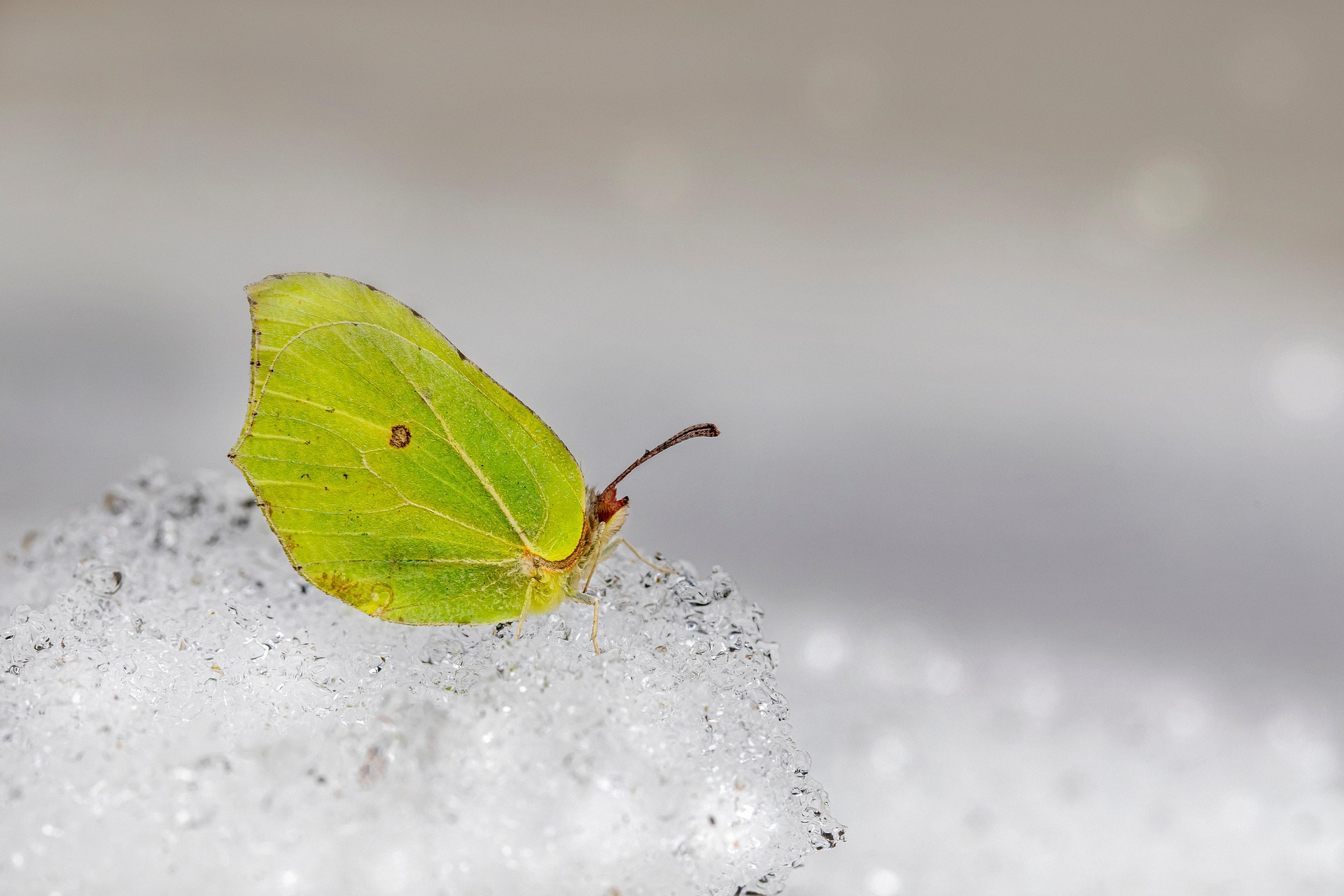 Common Brimstone (Gonepteryx rhamni)