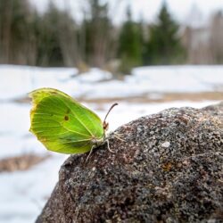 Common Brimstone (Gonepteryx rhamni)