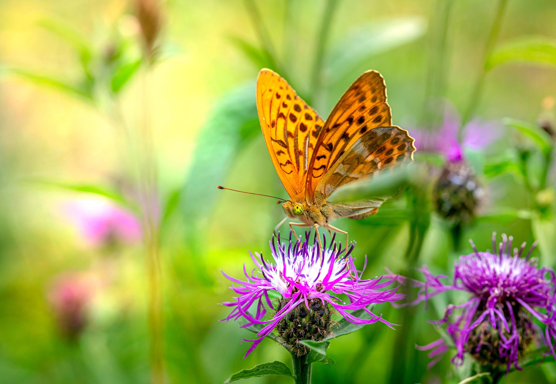 Silver-washed Fritillary (Argynnis paphia)