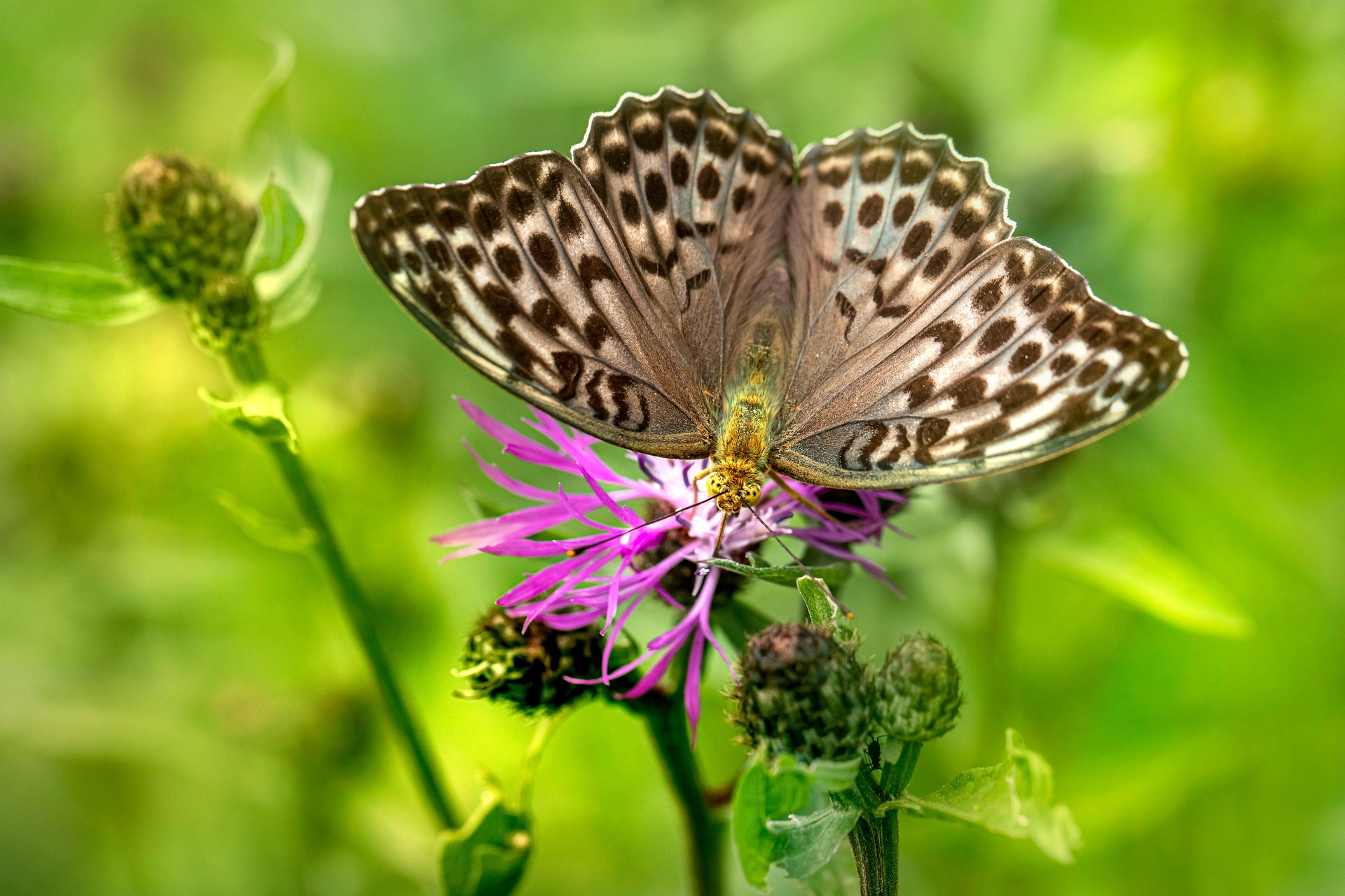 Silver-washed Fritillary (Argynnis paphia)