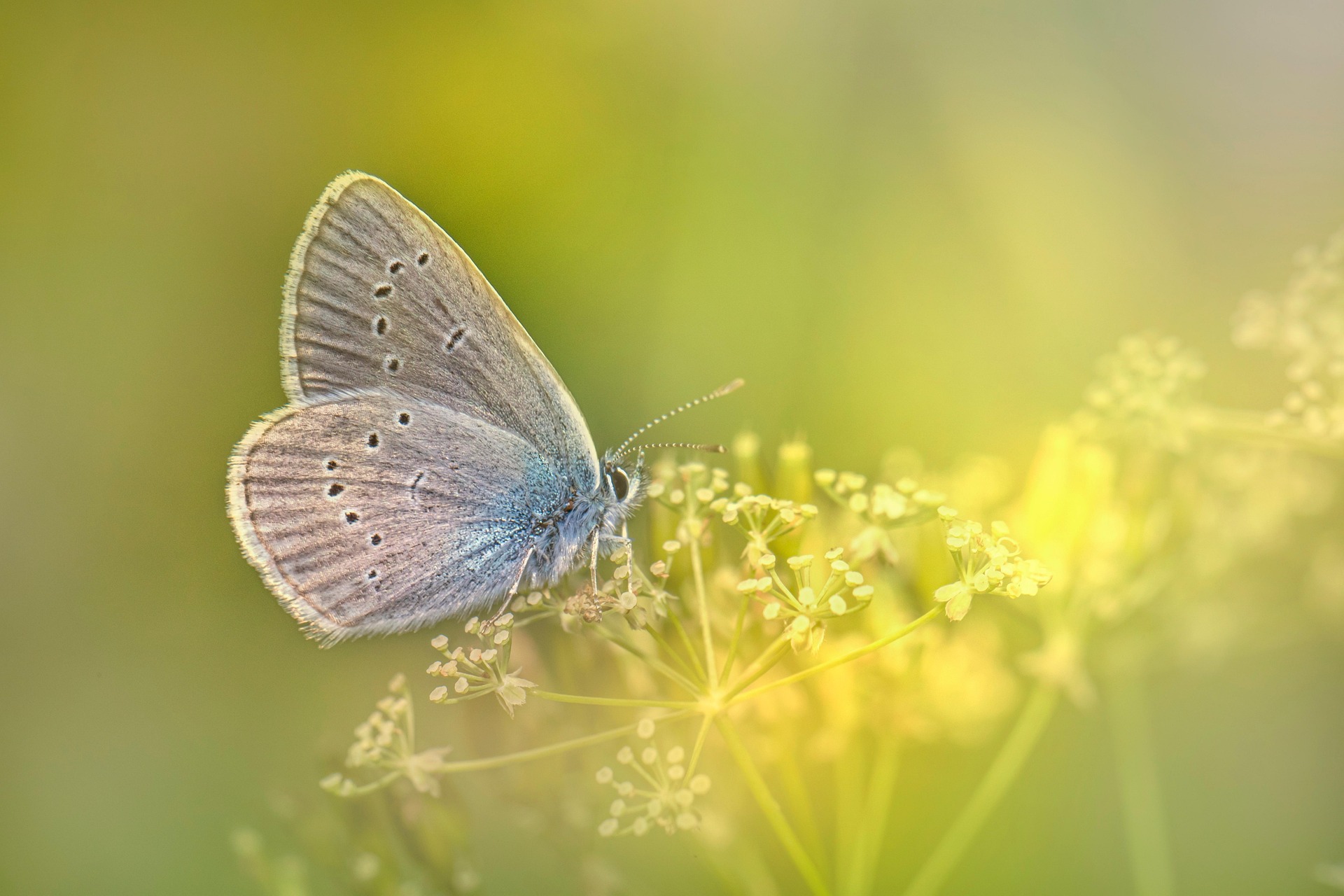 Mazarine Blue (Cyaniris semiargus)