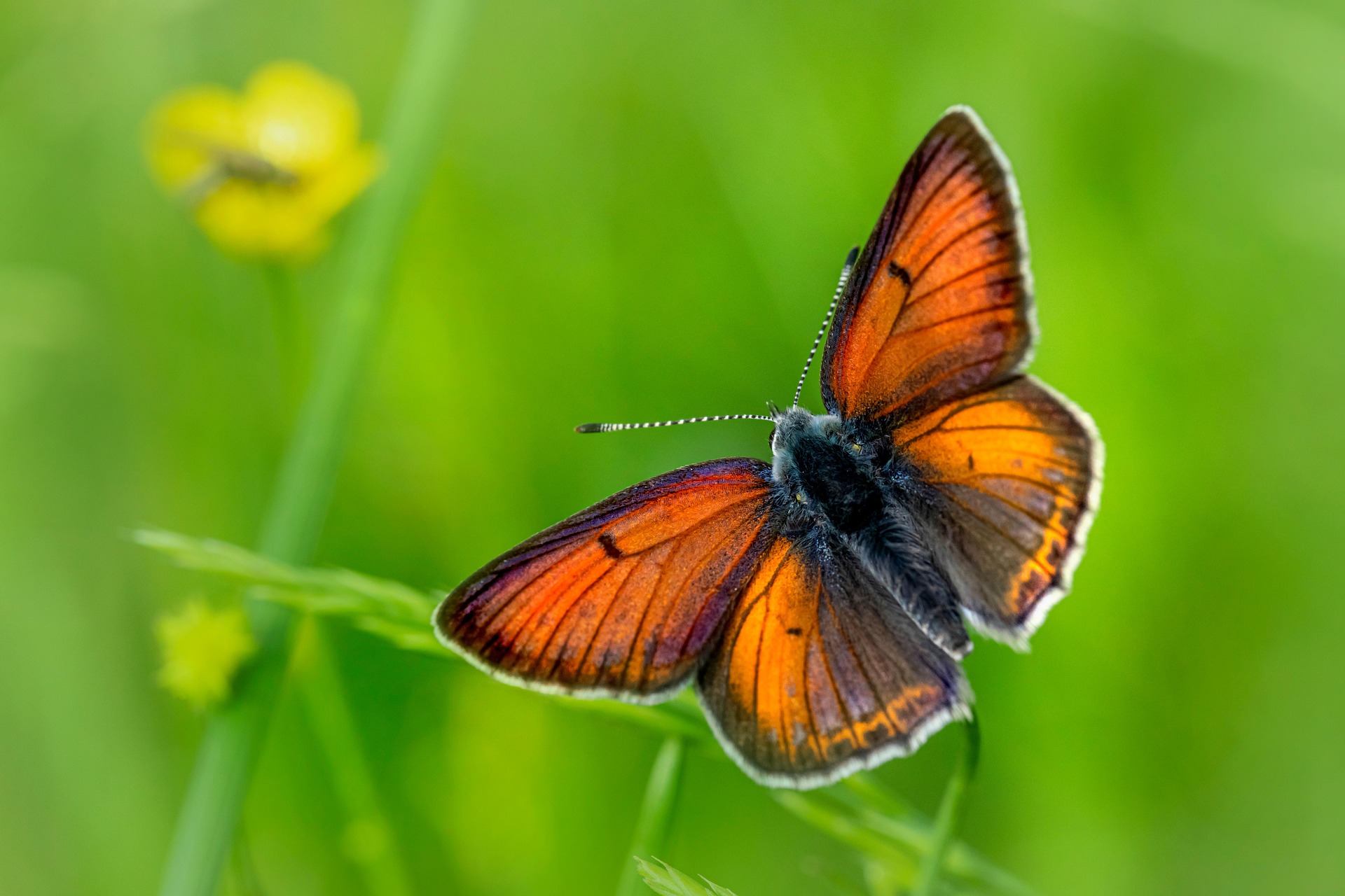 Purple-edged copper (Lycaena hippothoe)