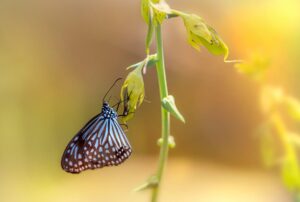 Blue glassy tiger (Ideopsis similis)