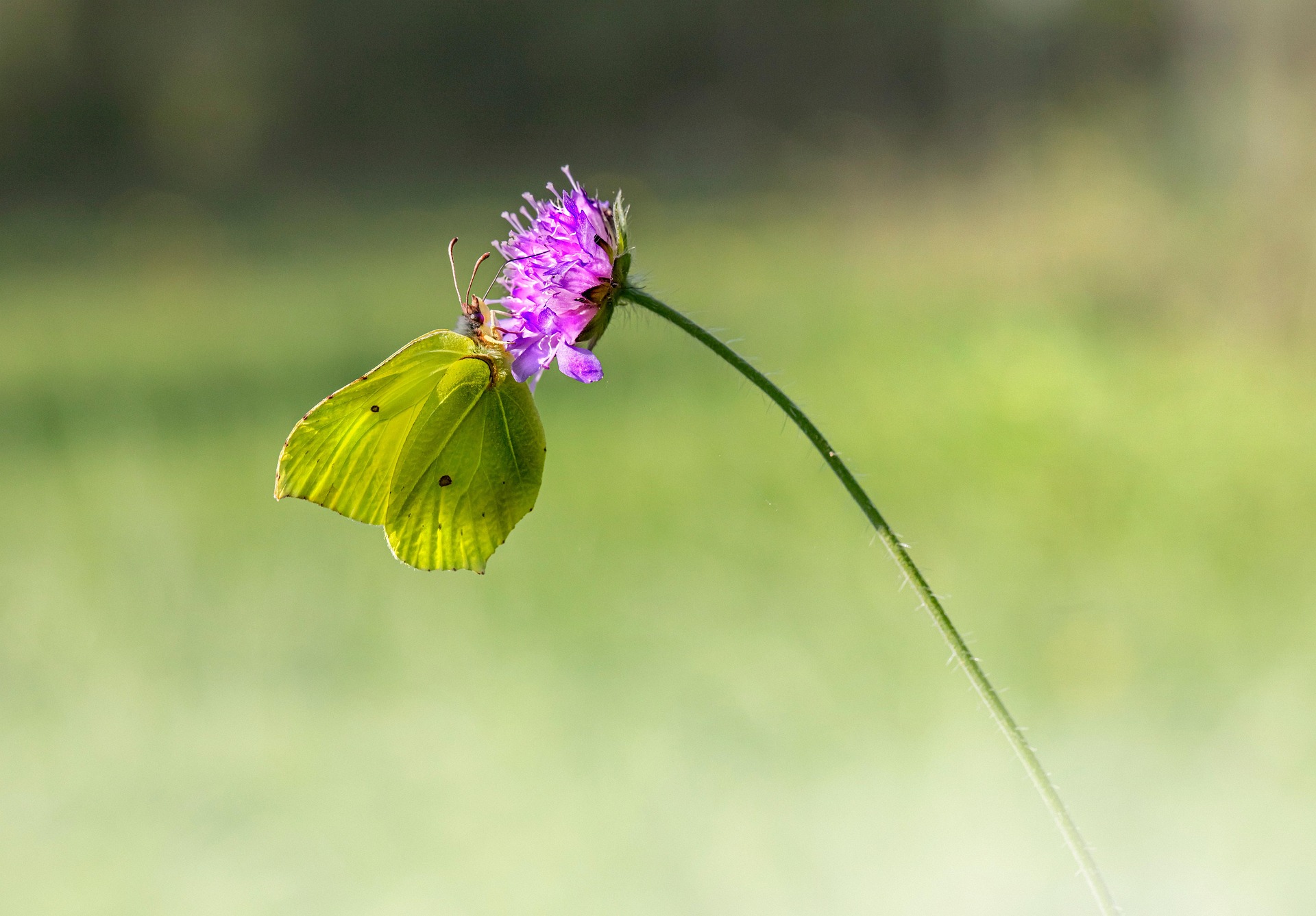 Common Brimstone (Gonepteryx rhamni)
