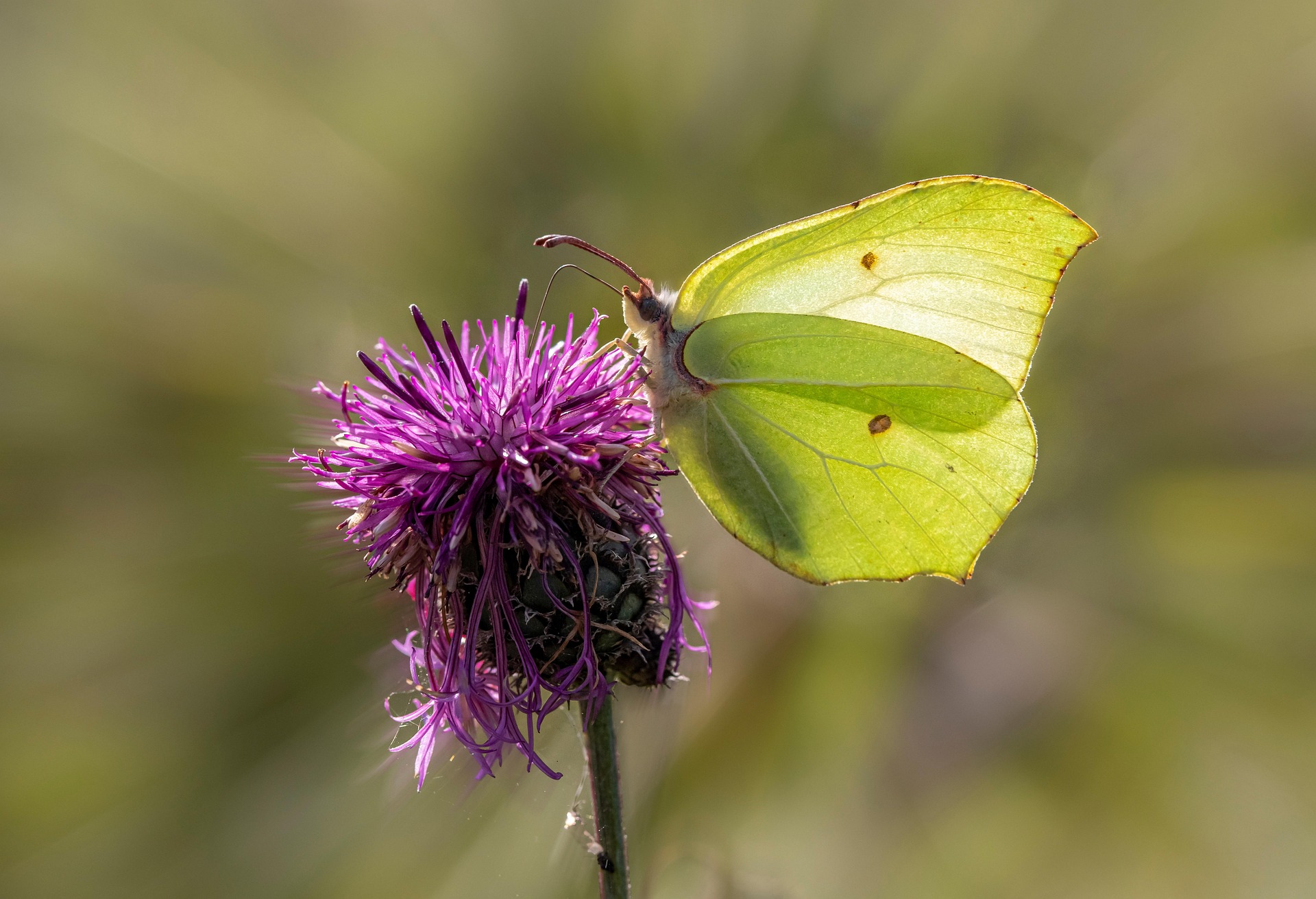 Common Brimstone (Gonepteryx rhamni)