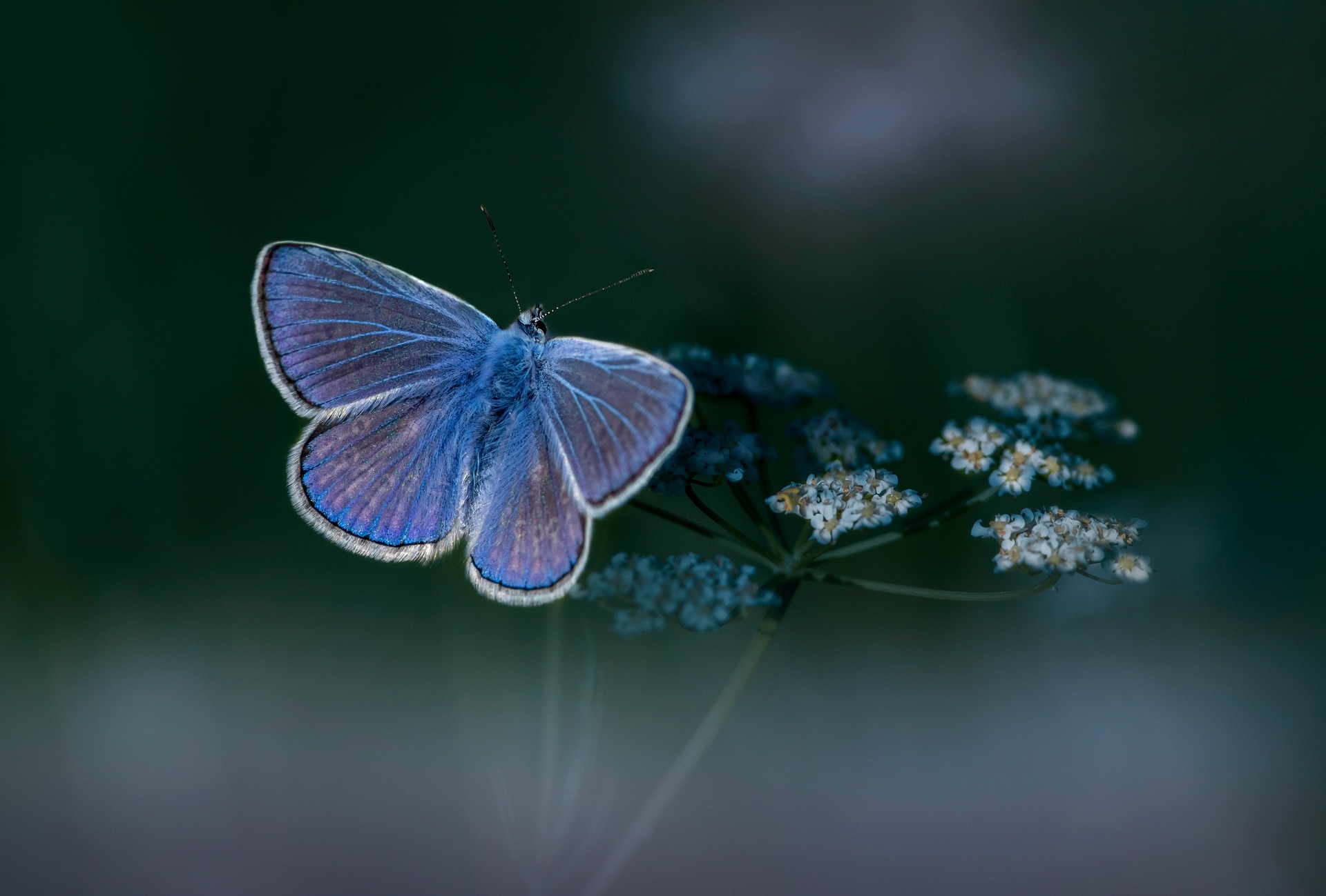 Mazarine Blue (Cyaniris semiargus)