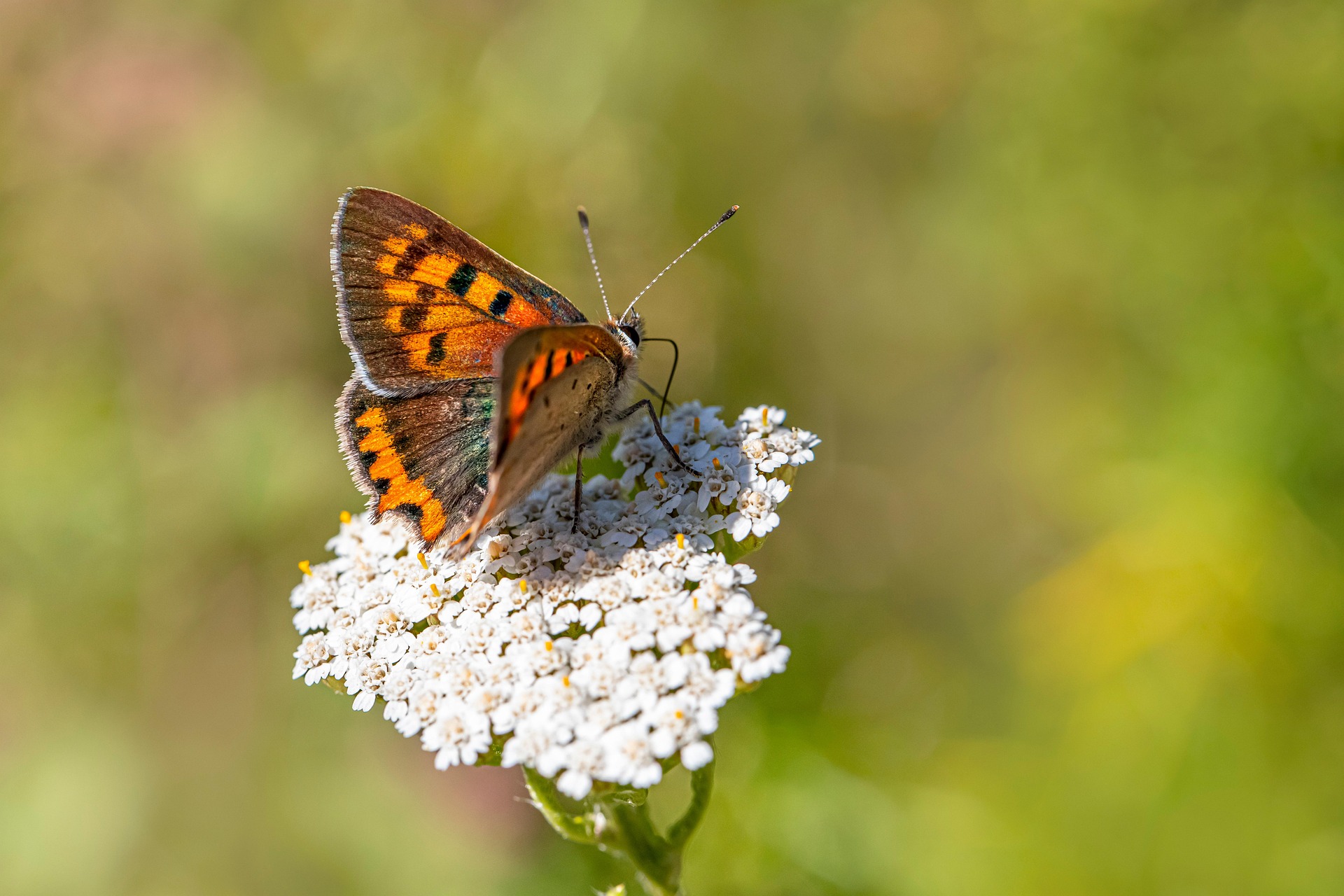 Small Copper (Lycaena phlaeas)