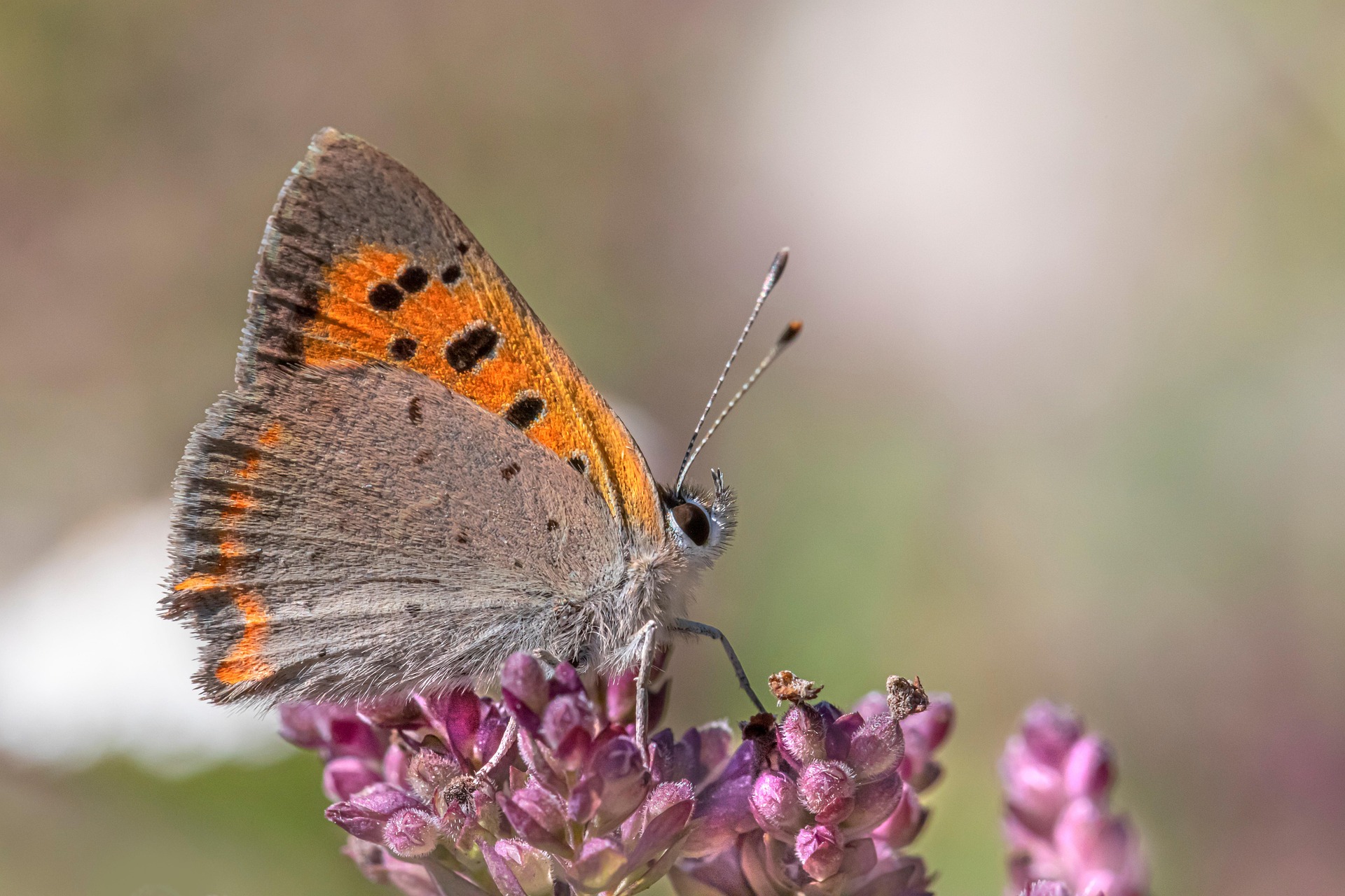 Small Copper (Lycaena phlaeas)