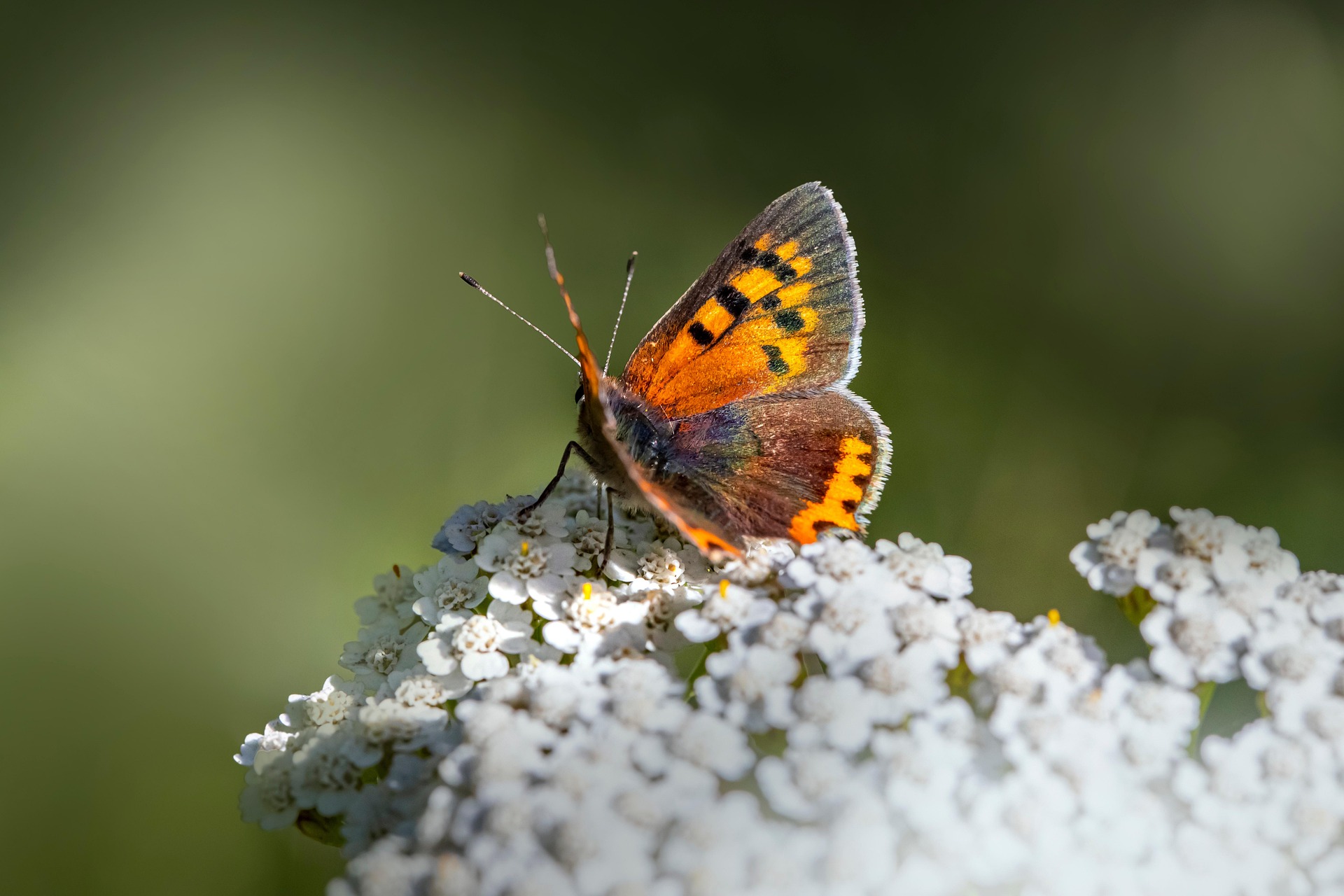 Small Copper (Lycaena phlaeas)
