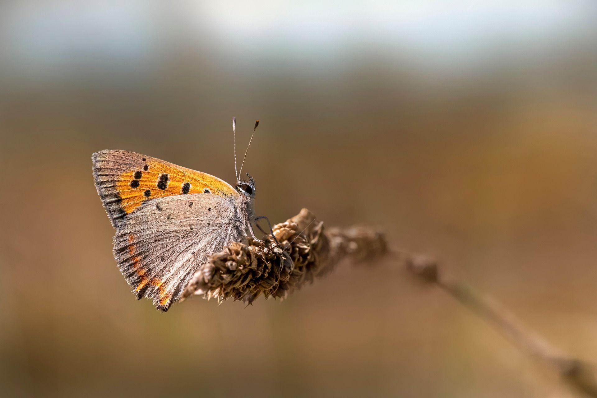 Small Copper (Lycaena phlaeas)