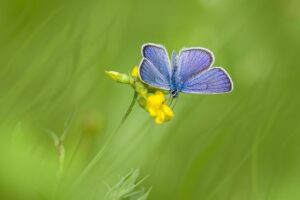 Mazarine Blue (Cyaniris semiargus)