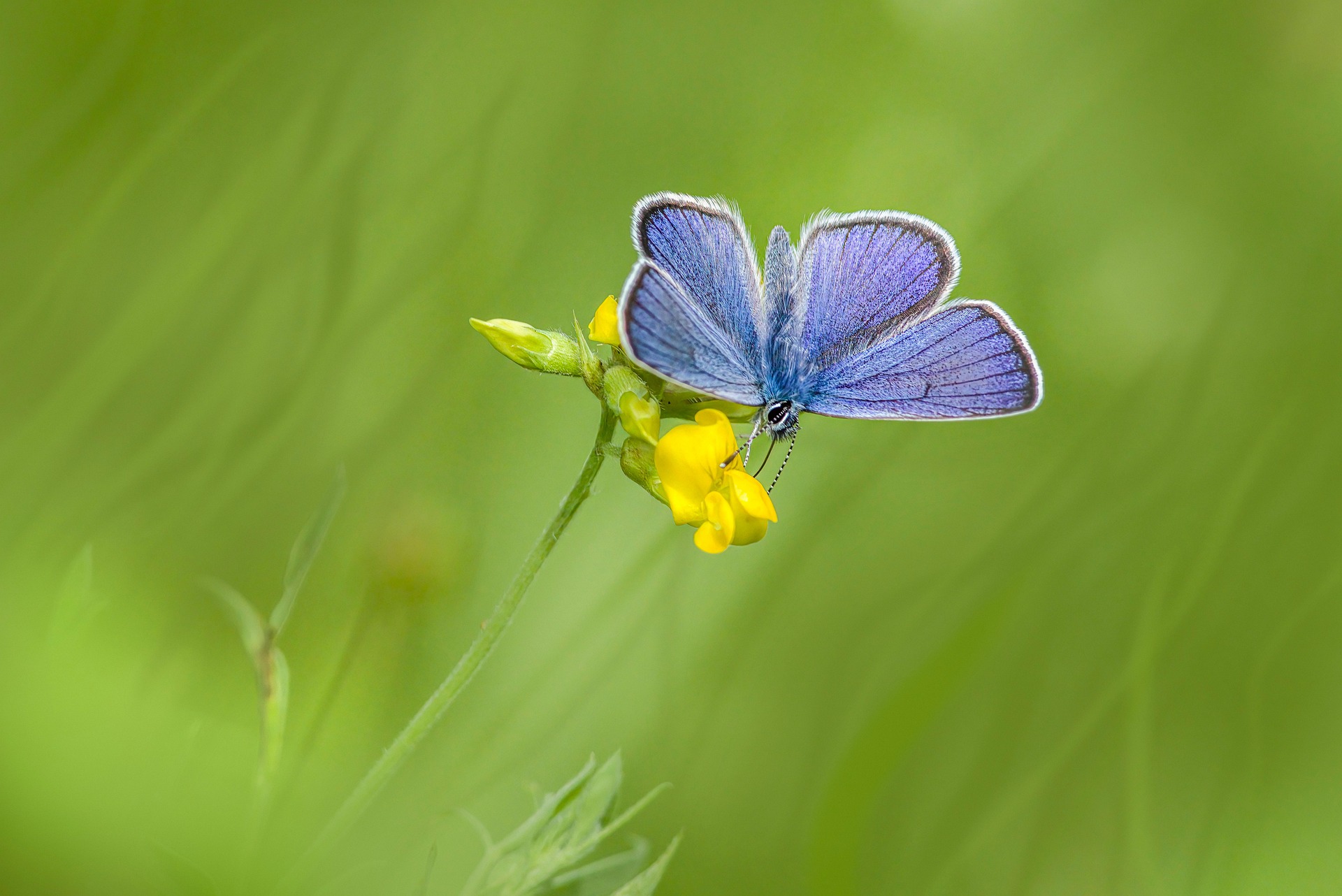 Mazarine Blue (Cyaniris semiargus)
