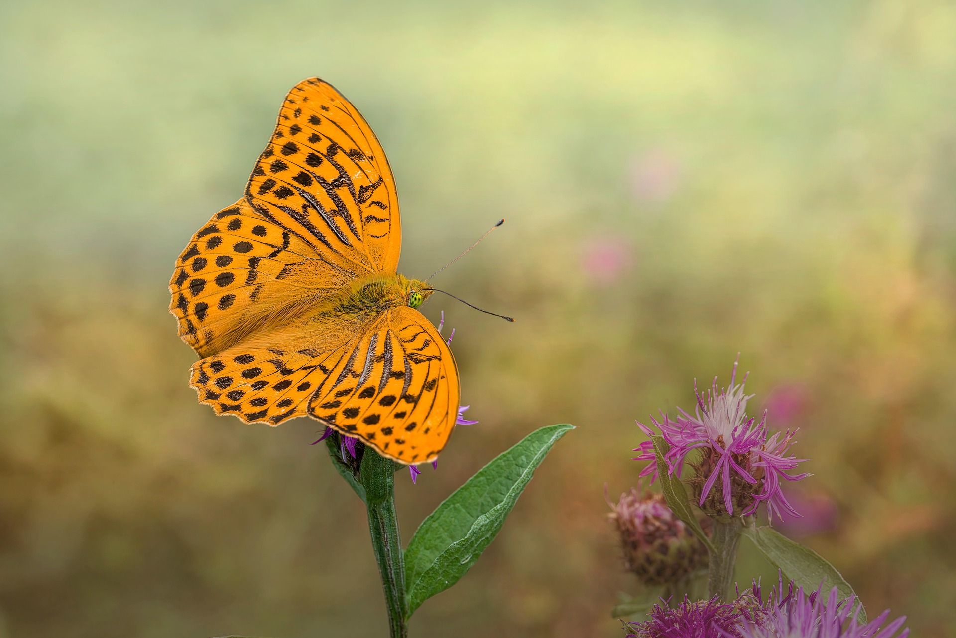 Silver-washed Fritillary (Argynnis paphia)