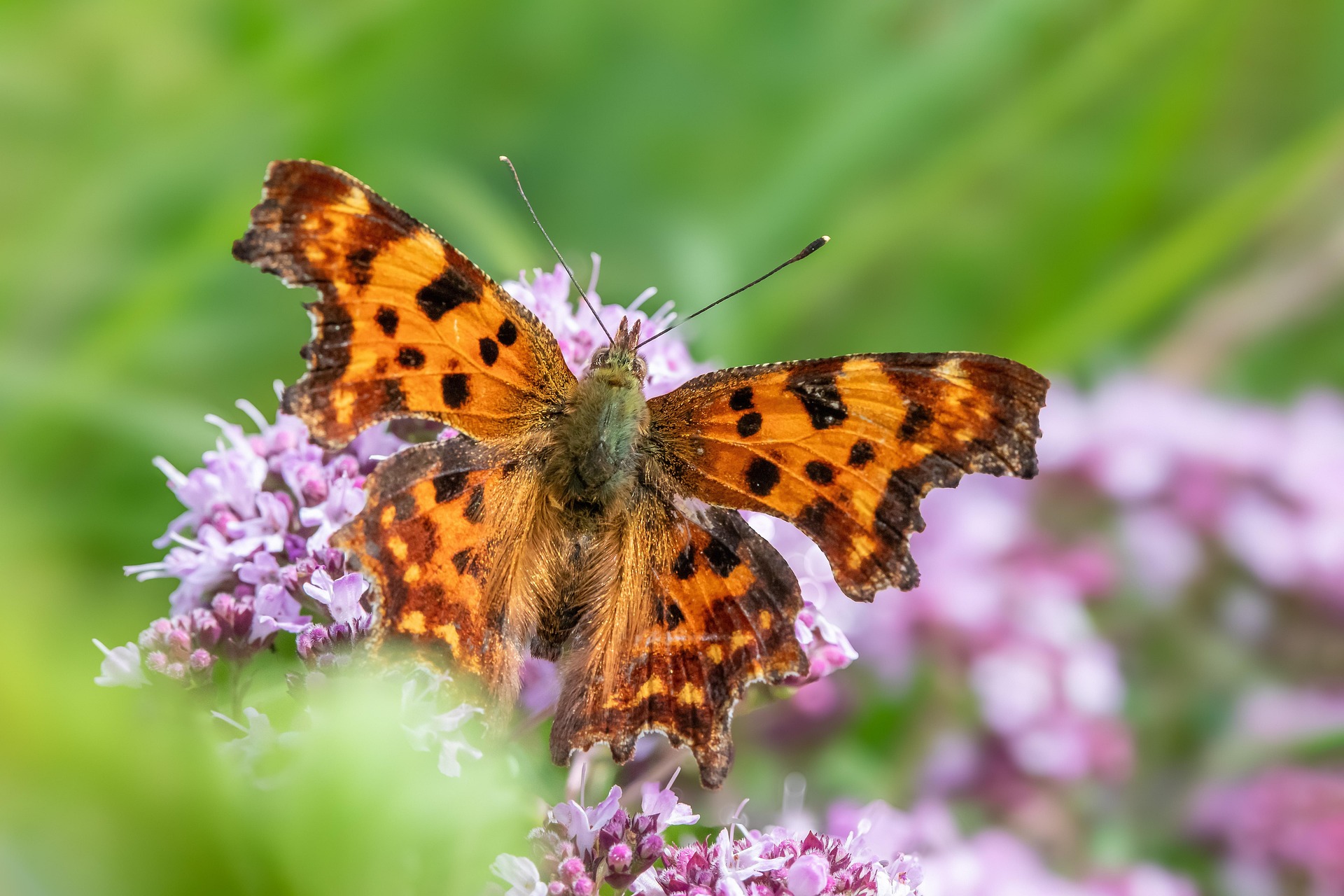 Comma butterfly (Polygonia c-album)