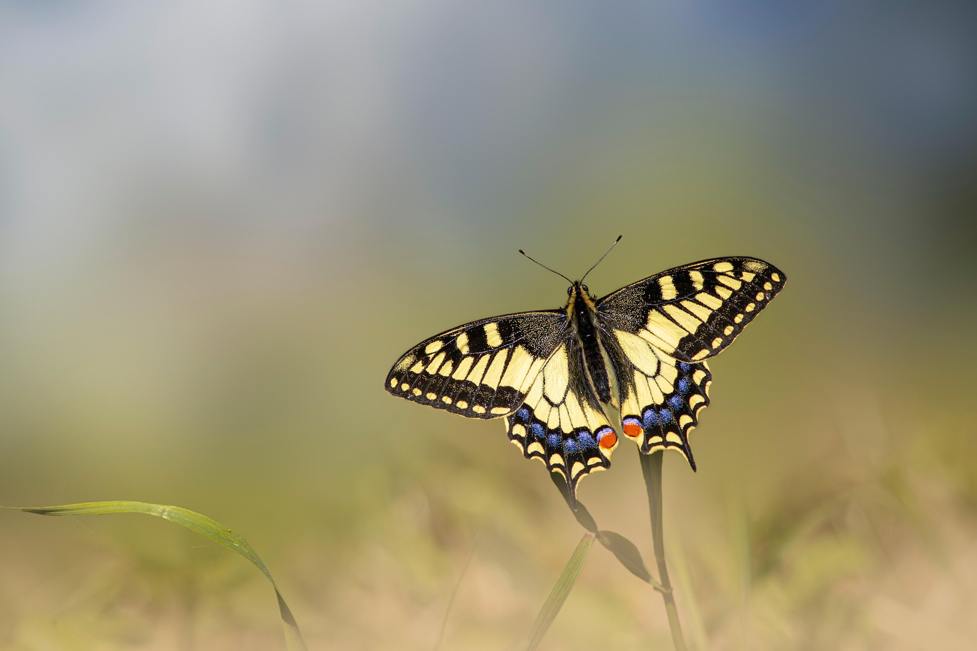 Old World Swallowtail (Papilio machaon)