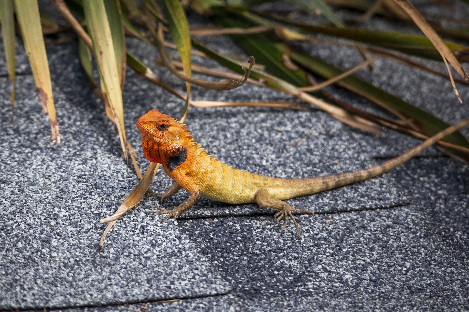 Oriental garden lizard (Calotes vesicolor)
