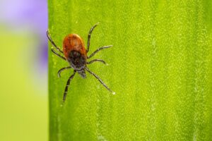 Castor bean tick (Ixodes ricinus)