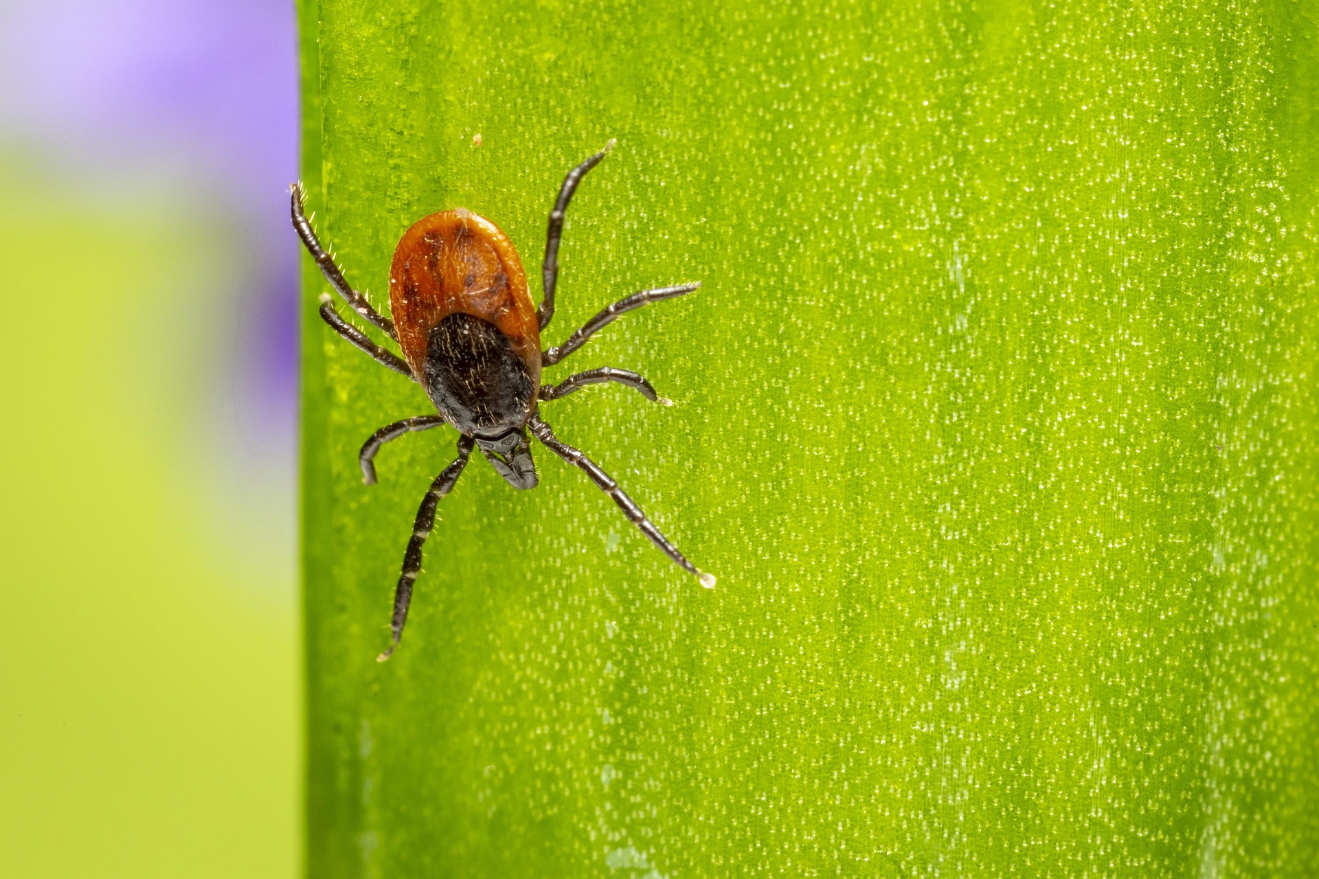 Castor bean tick (Ixodes ricinus)