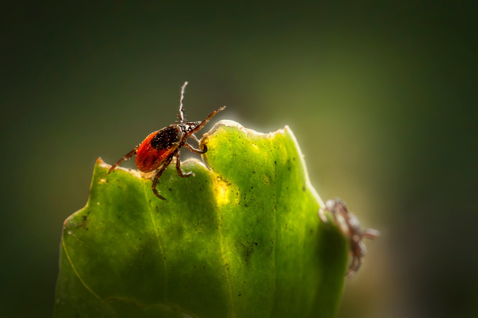 Castor bean tick (Ixodes ricinus)