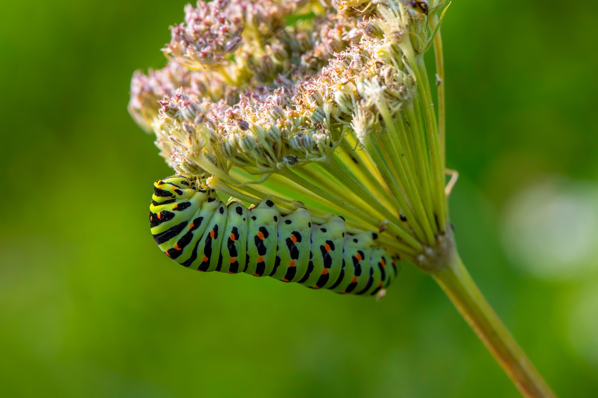 Old World Swallowtail (Papilio machaon)