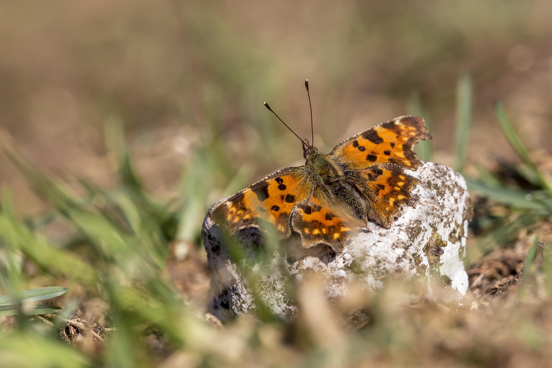Comma butterfly (Polygonia c-album)