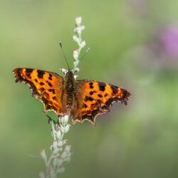 Comma butterfly (Polygonia c-album)