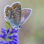 Common blue (Polyommatus icarus)