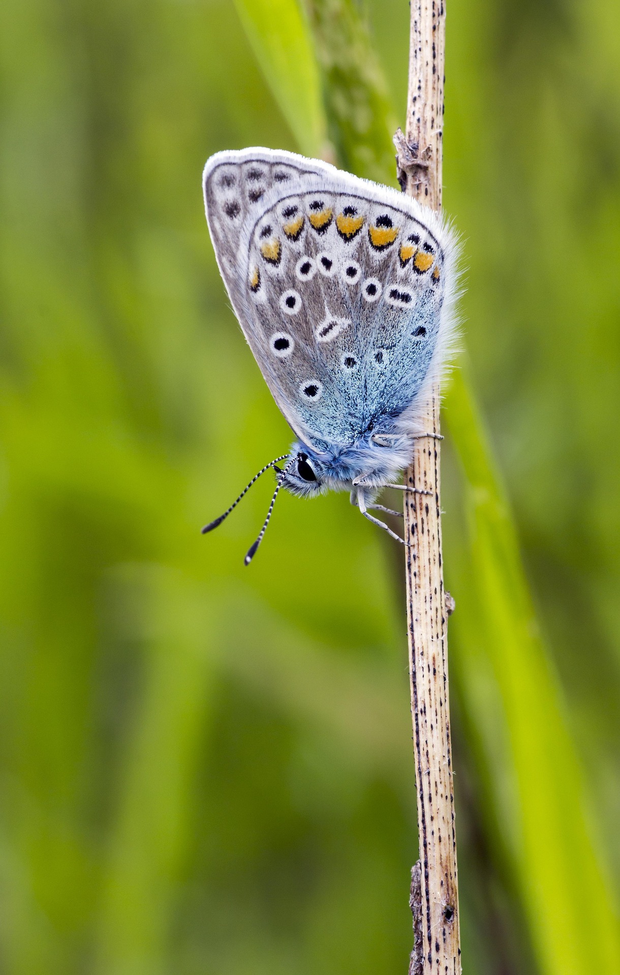 Common blue (Polyommatus icarus)