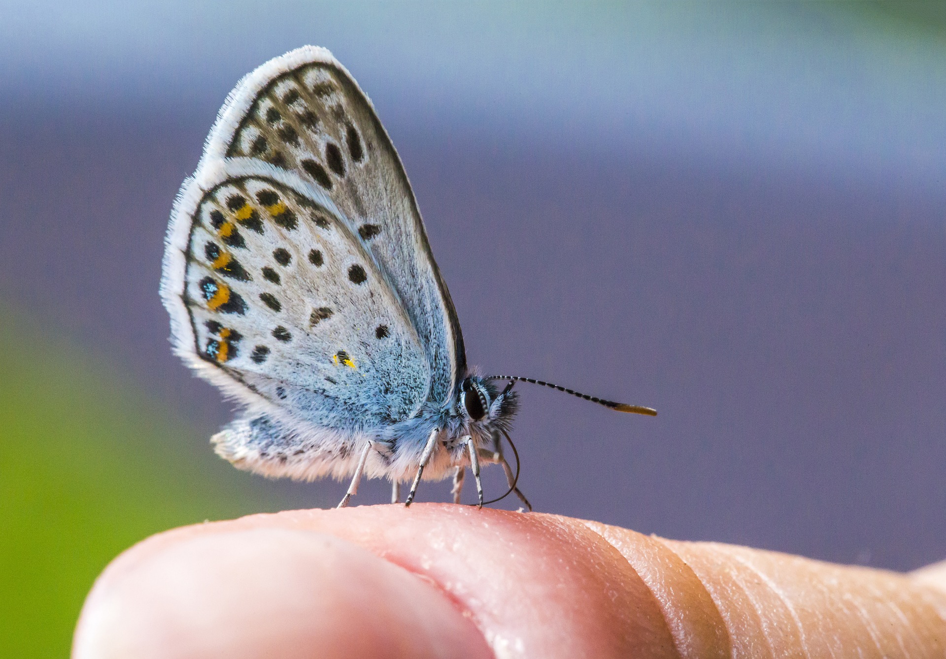 Common blue (Polyommatus icarus)