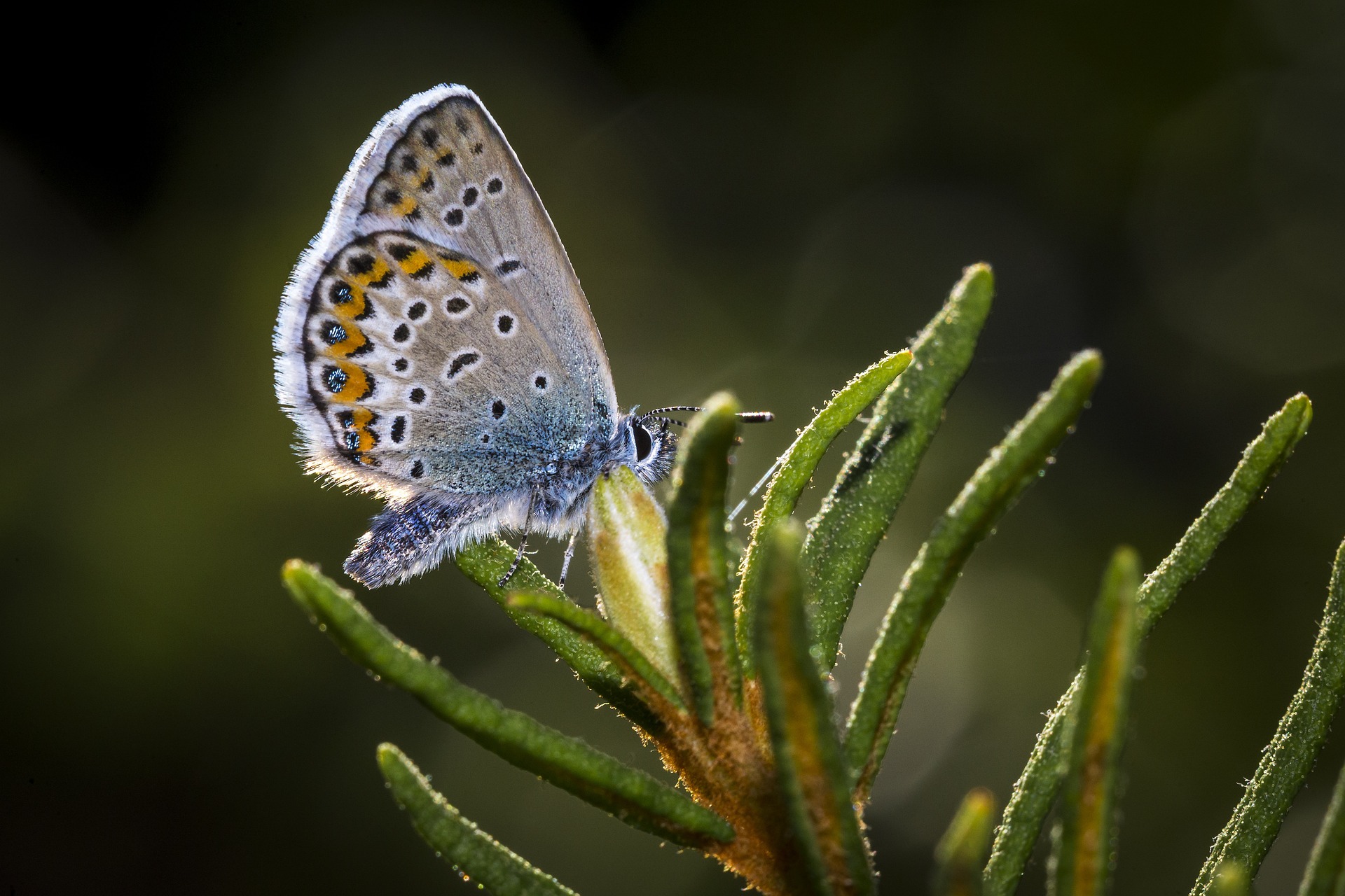 Common blue (Polyommatus icarus)