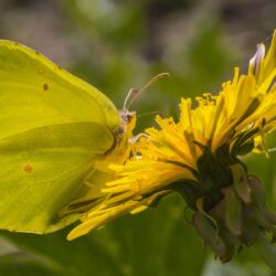 Common Brimstone (Gonepteryx rhamni)