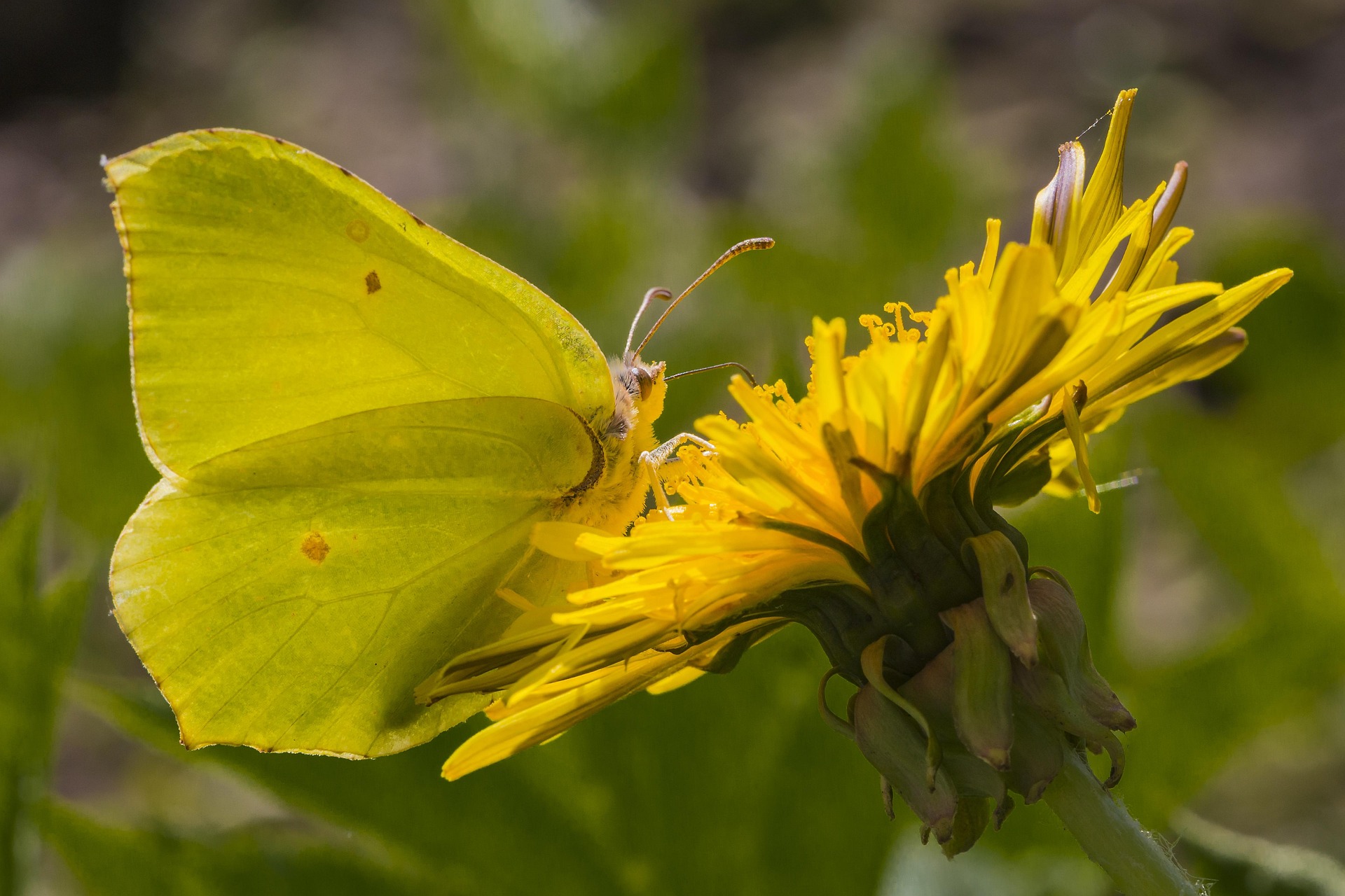 Common Brimstone (Gonepteryx rhamni)