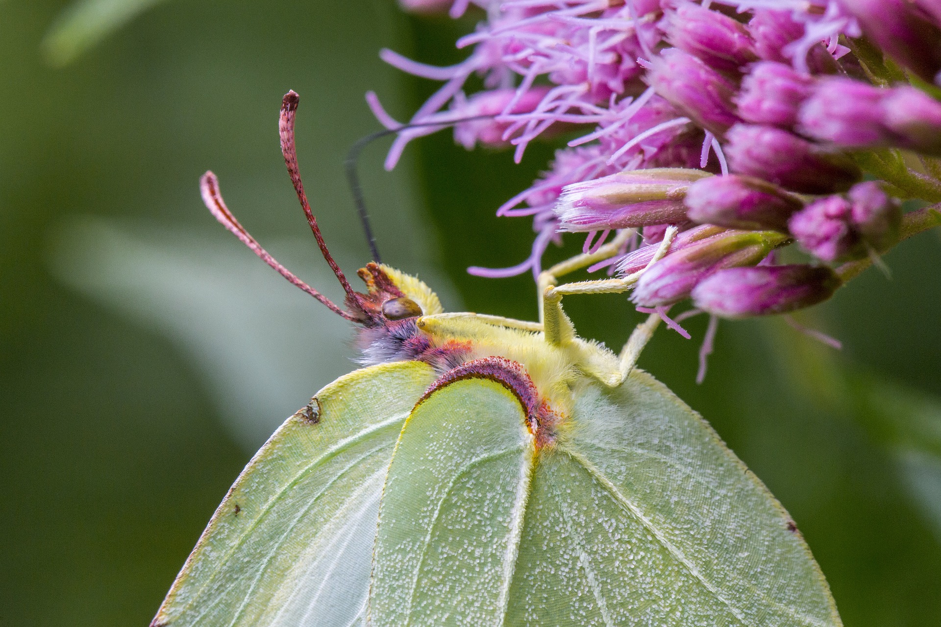 Common Brimstone (Gonepteryx rhamni)