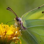 Common Brimstone (Gonepteryx rhamni)