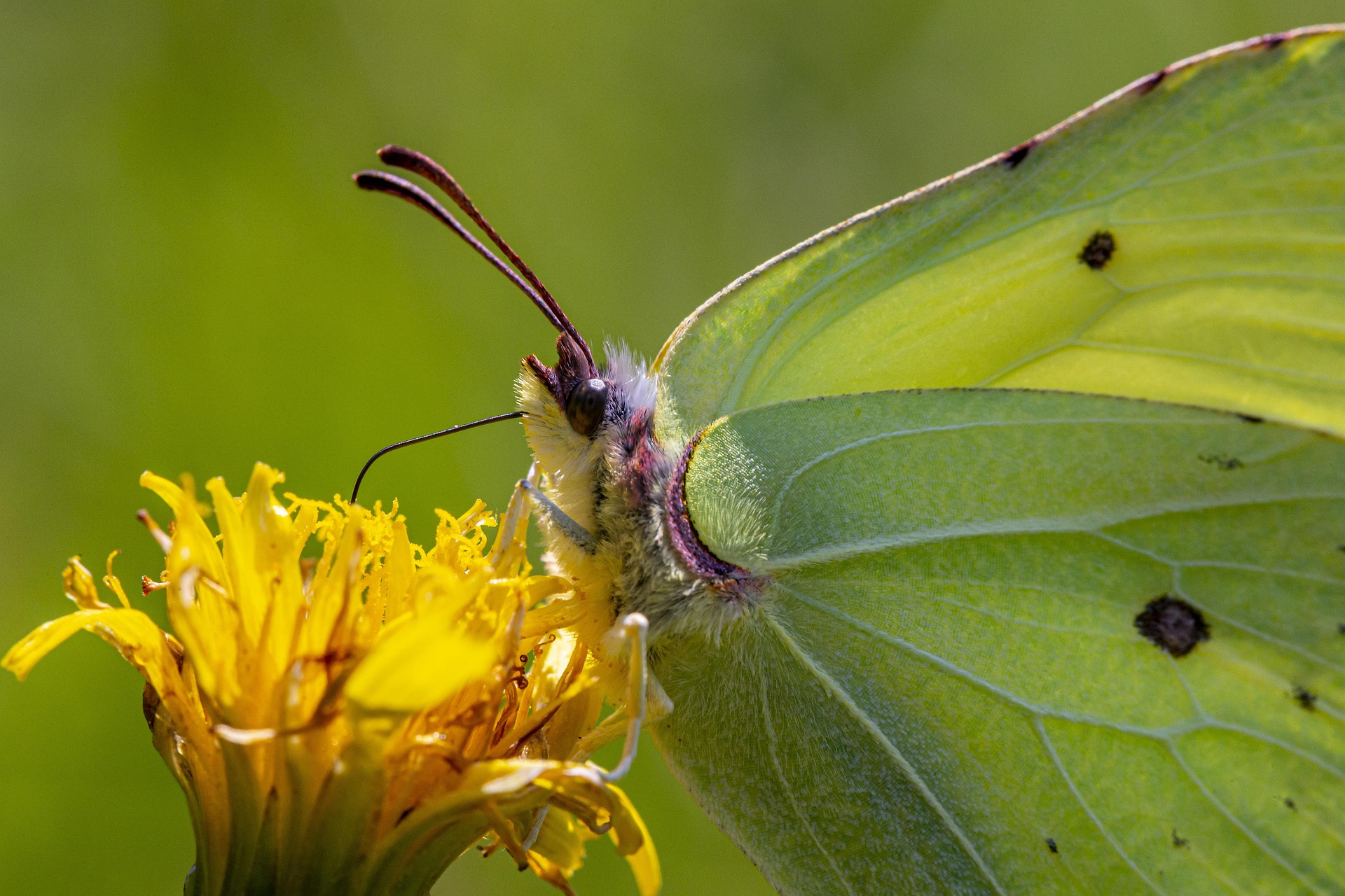 Common Brimstone (Gonepteryx rhamni)