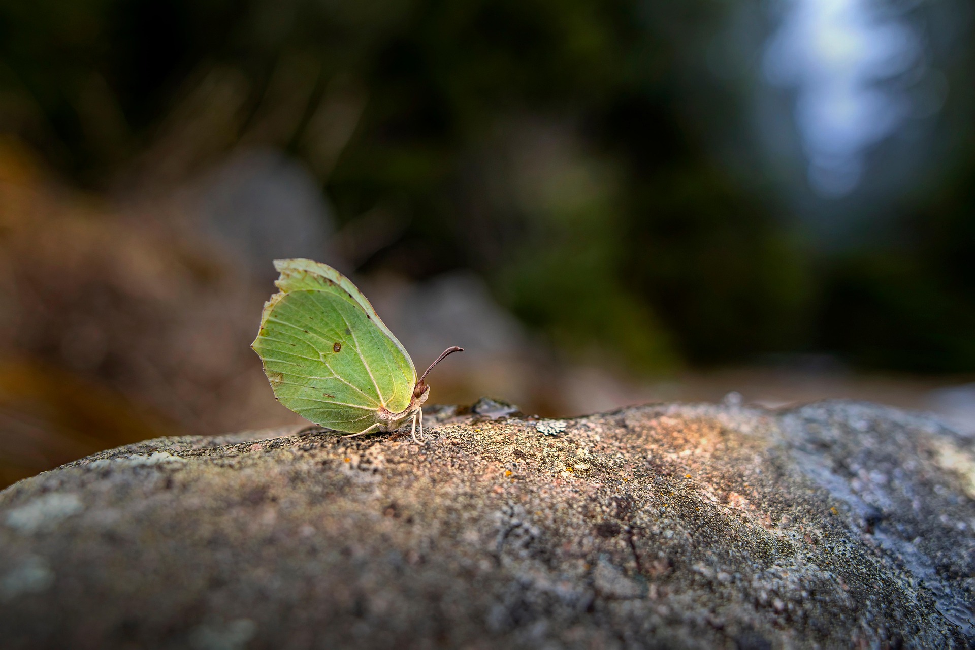 Common Brimstone (Gonepteryx rhamni)