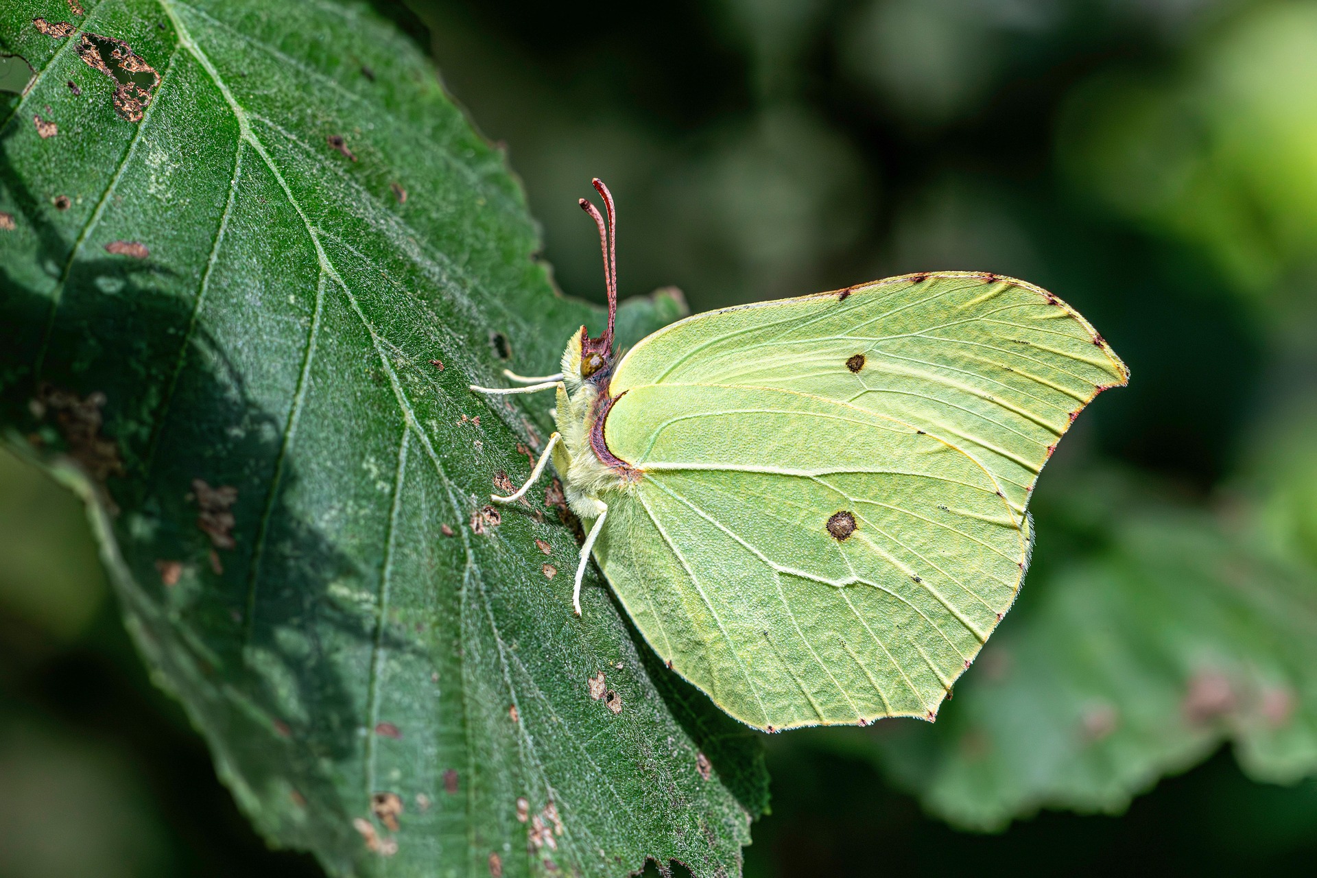 Common Brimstone (Gonepteryx rhamni)