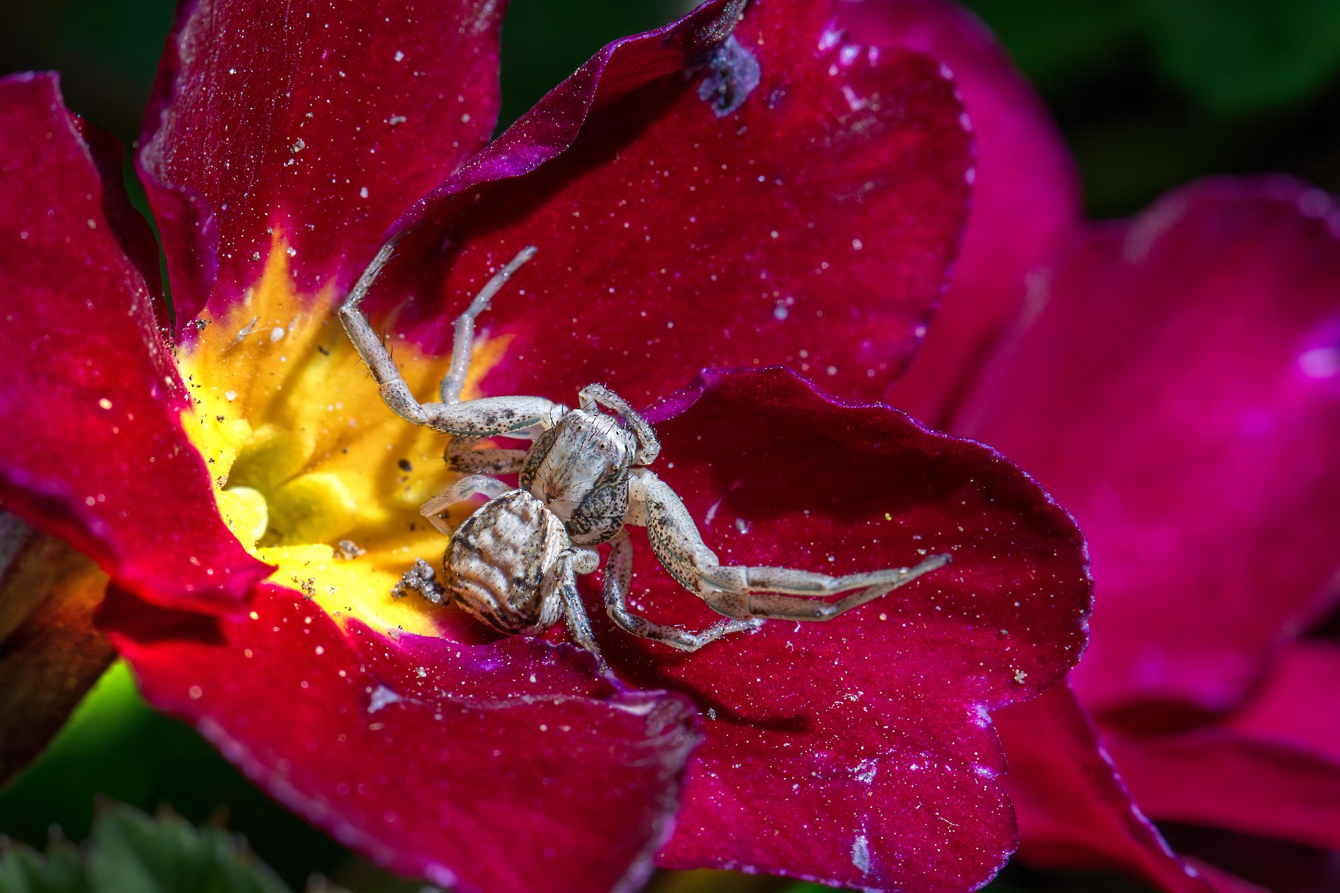 Common crab spider (Xysticus cristatus)