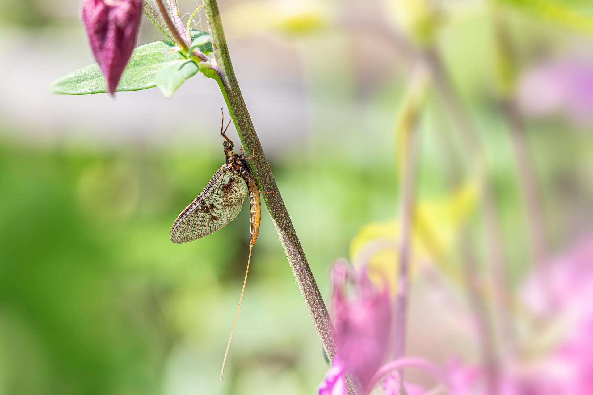 Common Mayfly (Ephemera vulgata)