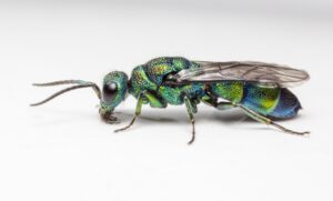 Cuckoo wasp