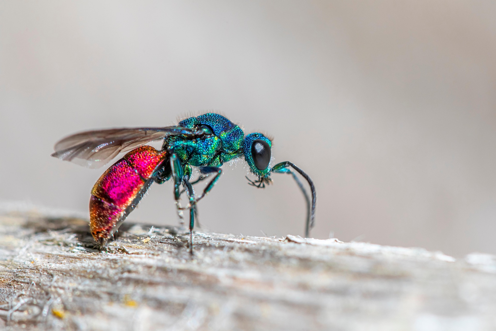 Cuckoo wasp (Crysis)