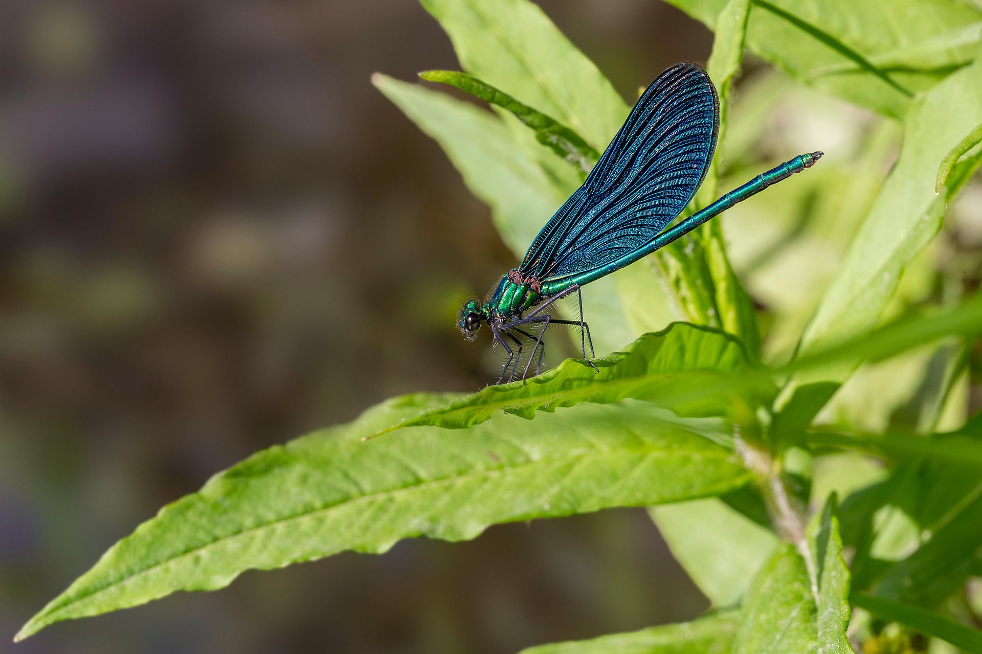Beautiful Demoiselle (Calopteryx virgo)