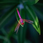 Violet Dropwing (Trithemis annulata)
