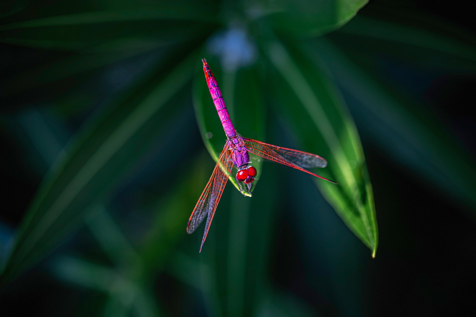Violet Dropwing (Trithemis annulata)