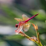 Violet Dropwing (Trithemis annulata)