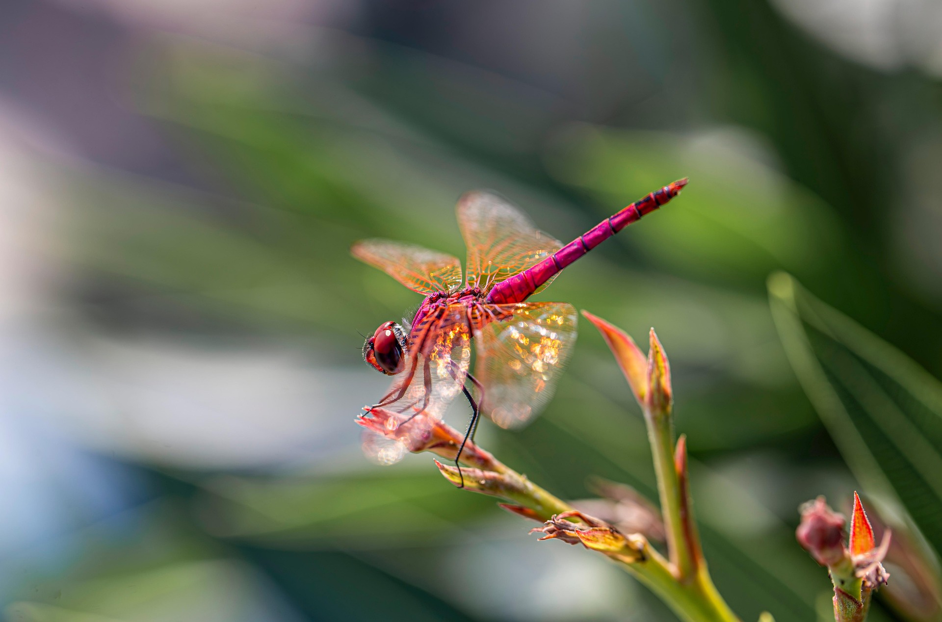 Violet Dropwing (Trithemis annulata)